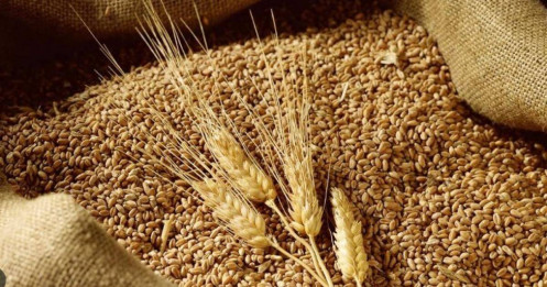 Cập nhật thị trường nông sản – Điểm nóng thời tiết và căng thẳng địa chính trị tác động mạnh đến giá ngũ cốc