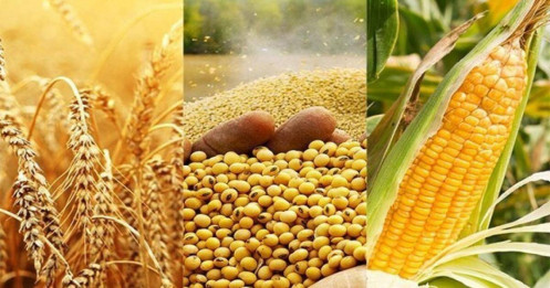 Thị trường nông sản toàn cầu: Áp lực nguồn cung lúa mì leo thang, thời tiết hỗ trợ đậu tương và ngô