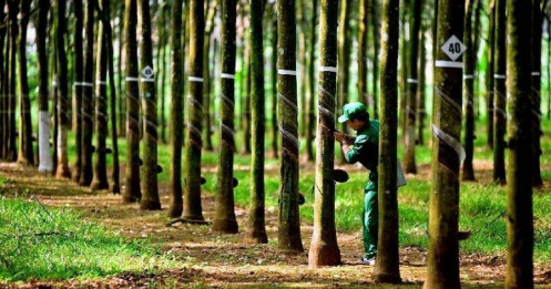 TRC - “Kịch bản nào cho TRC khi chu kỳ giá cao su quay lại?”