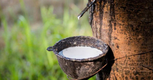 Giá cao su Nhật Bản tăng do lo ngại thời tiết tại Thái Lan