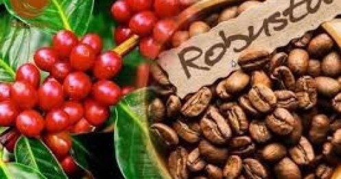 Thị Trường Cà Phê 6/6: Xuất Khẩu Lao Dốc, Kỹ Thuật Quá Bán – Sóng Ngầm Hay Bùng Nổ?