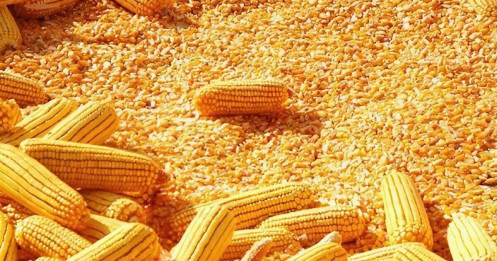 Câu Chuyện Ngô: Khi Biến Động Trở Thành Cơ Hội