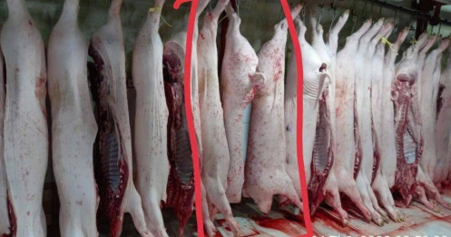 Dư luận "dậy sóng" vì ảnh thịt heo bất thường ở lò mổ C.P