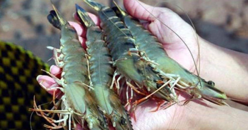 Mỹ bất ngờ áp thuế chống bán phá giá cao với tôm Việt Nam: Liệu có sai sót?