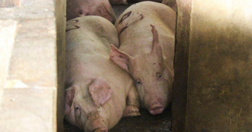 Heo bị tiêu hủy do dịch bệnh được hỗ trợ 40.000 đồng/kg hơi