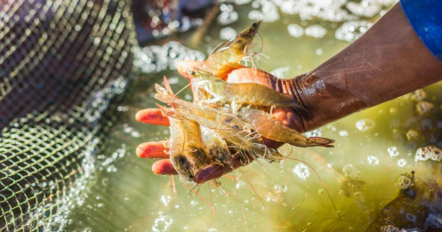 Mỹ áp thuế chống bán phá giá với tôm Việt