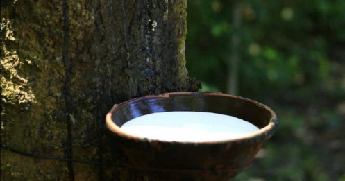Giá cao su Nhật Bản suy giảm sau ba phiên tăng liên tiếp