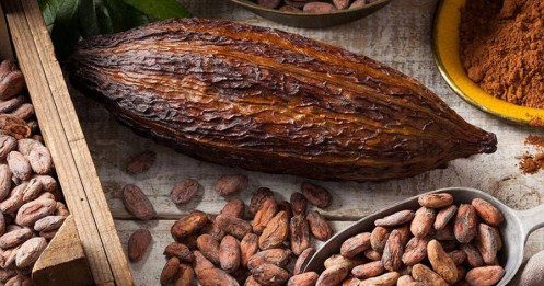 Giá Ca Cao Ngày 11/06/2025: Áp Lực Từ Dự Báo Sản Lượng Tốt Hơn – Cẩn Trọng Ngưỡng Hỗ Trợ Quan Trọng