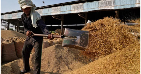 Kho lúa của Ấn Độ đầy ắp khi lượng gạo đạt mức kỷ lục