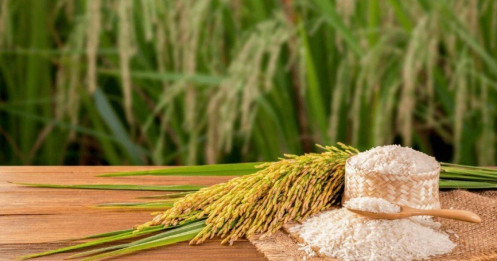 Gạo châu Á giảm