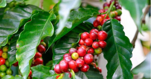 🛑🛑Thị trường cà phê 13/06: Tín hiệu tích cực từ thị trường quốc tế