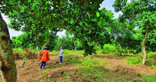 Những “nông dân” bất đắc dĩ