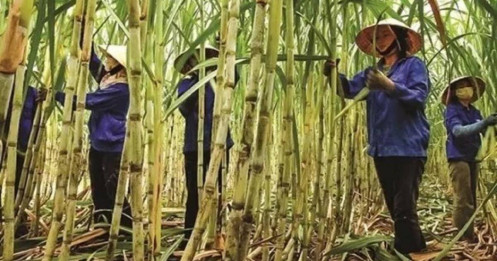 Đường tồn đọng chưa từng có, nhiều nhà máy 'cháy' kho