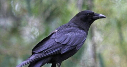 Thường xuyên "nhảy việc", mãi không thành công hãy nhớ định luật con quạ