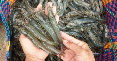 Tôm Việt “rung lắc” vì thuế Mỹ