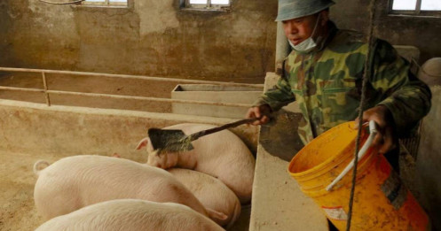 Trung Quốc siết nhập khẩu đậu nành: Nông dân khốn đốn vì cuộc cách mạng thức ăn chăn nuôi