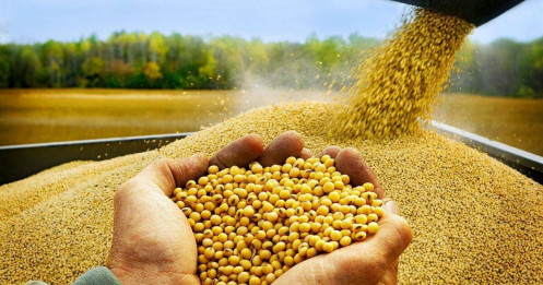 Đậu Tương Bật Tăng Trong Ngắn Hạn – Hồi Phục Hay Khởi Đầu Sóng Mới?
