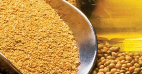 Đậu tương và những biến số địa chính trị – thời tiết – chính sách đang định hình giá cả