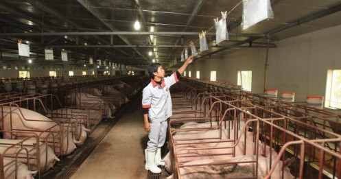 Cổ phiếu chăn nuôi “tăng nhiệt”