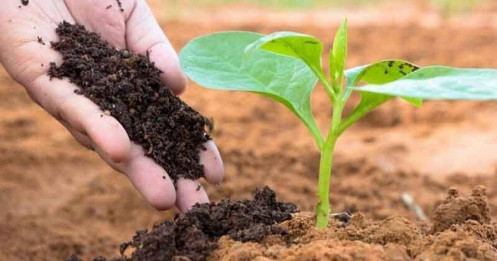 Chuỗi giá trị ngành phân bón – Các cổ phiếu được hưởng lợi trong chuỗi giá trị ngành