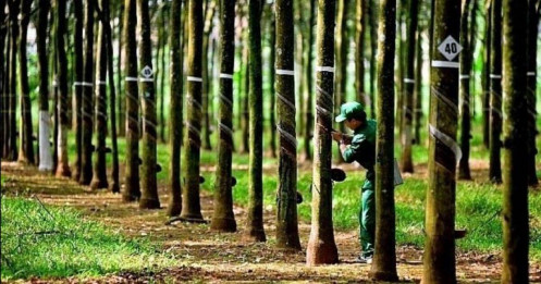 PHR- Cơ hội đột biến lợi nhuận nhờ nhận tiền đền bù từ Thaco