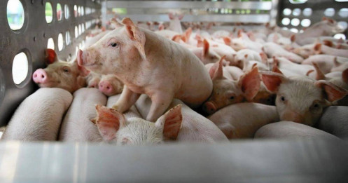 Nhà đầu tư nước ngoài mua gom cổ phiếu thịt heo