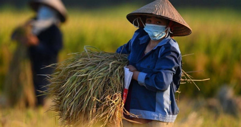 Từ 1/7, nông dân được vay 300 triệu đồng không cần thế chấp