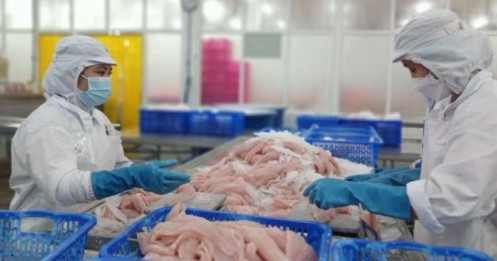 Thêm 6 doanh nghiệp cá tra được miễn thuế khi xuất sang Mỹ