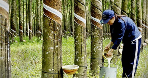 Từ cạo mủ đến lướt sóng địa ốc: Cú chuyển mình kín kẽ của “ông lớn” cao su