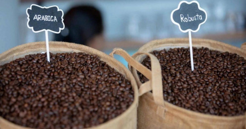 Cà Phê Kỳ Hạn Tháng 9/2025 Lao Dốc: Rủi Ro Dư Cung Và Cơ Hội Tái Cơ Cấu Danh Mục!