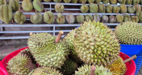 Sầu riêng rớt giá vì lý do bất ngờ
