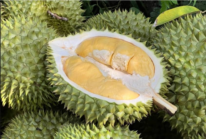 Xuất khẩu sầu riêng tụt hạng