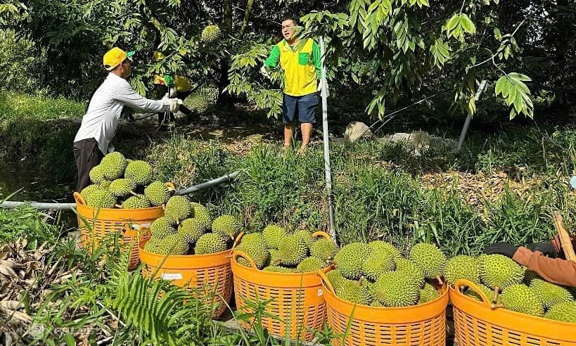 Sầu riêng đông lạnh - cánh cửa tỷ USD