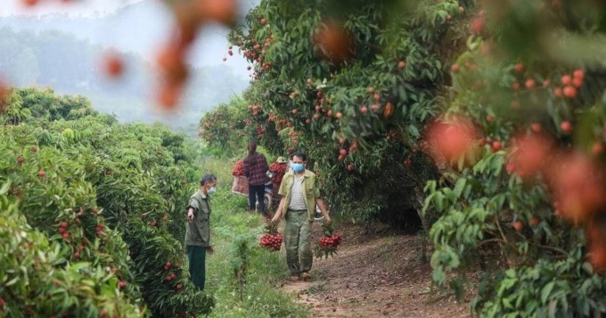 Phương án chi tiết sáp nhập cấp xã của Bắc Giang và Sơn La