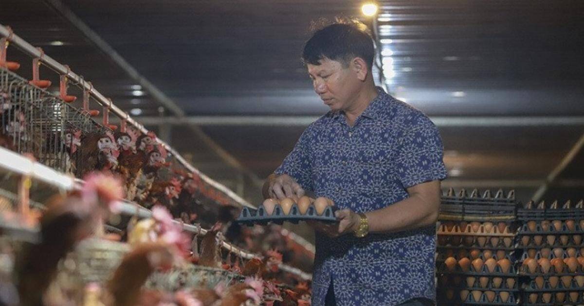 Giá trứng gà giảm còn hơn 1.000 đồng/quả vì tin đồn thất thiệt