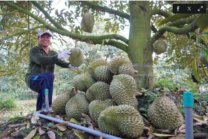 Trung Quốc duyệt thêm gần 1.000 mã số sầu riêng của Việt Nam