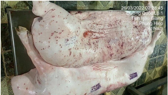 Cục Chăn nuôi và Thú y: Heo bệnh của C.P đóng dấu kiểm dịch sai