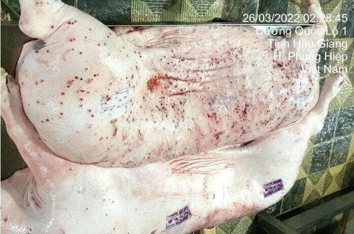 Vụ C.P. bị tố bán heo bệnh: Truy tìm cán bộ thú y đóng dấu kiểm dịch hình chữ nhật