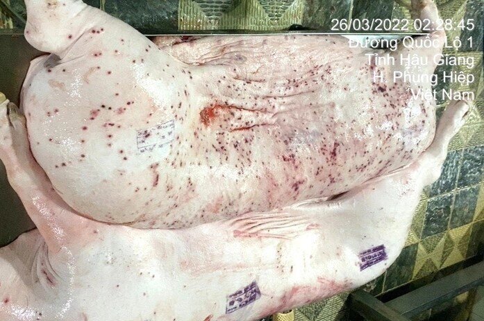 Từ vụ C.P. bị tố bán heo bệnh: Chỉ đạo mới từ Bộ Nông nghiệp và Môi trường