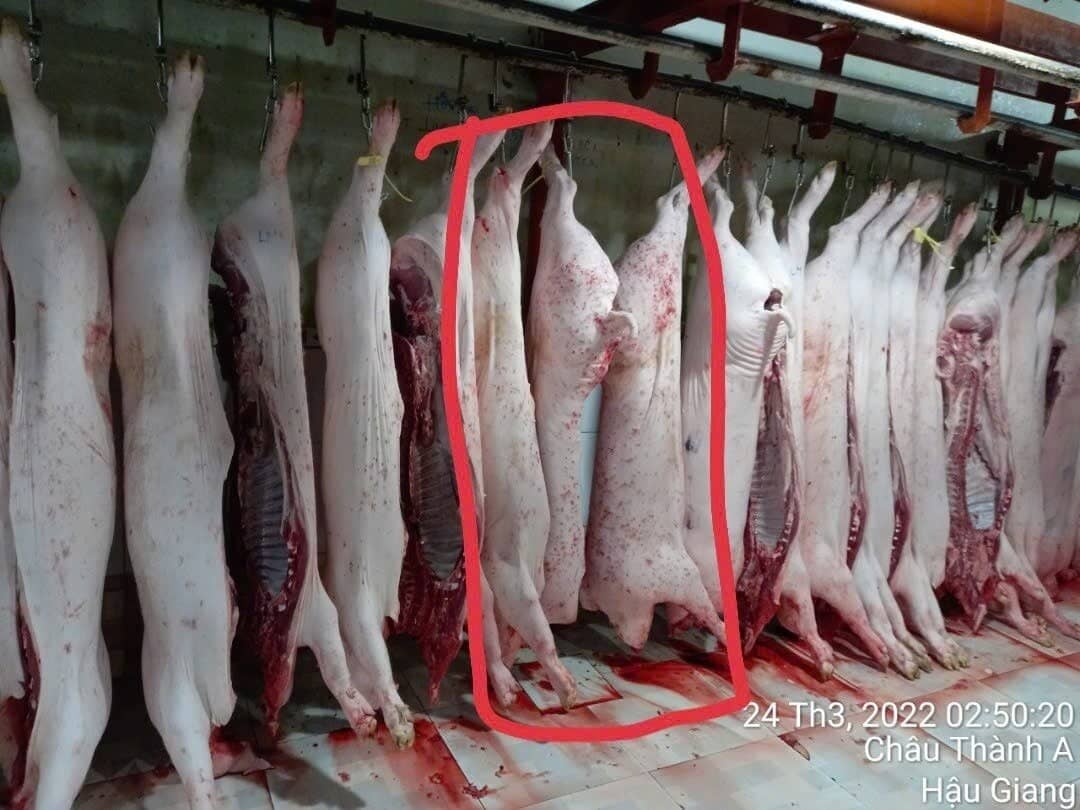 Dư luận "dậy sóng" vì ảnh thịt heo bất thường ở lò mổ C.P