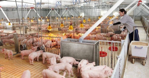 'Đại gia' nuôi heo Bắc Ninh thắng lớn