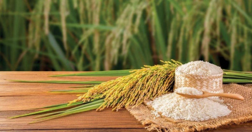 Lợi nhuận ngành gạo vẫn... "mỏng như lá lúa"