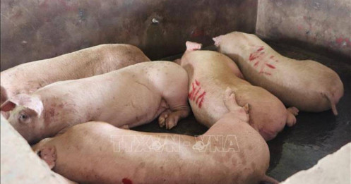 Nhân viên kiểm dịch sai quy trình vụ C.P bị cảnh cáo