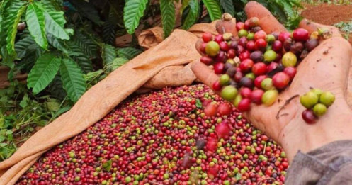 Giá cà phê hạ nhiệt sau giai đoạn tăng mạnh: Triển vọng và chiến lược giao dịch!
