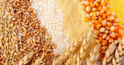 Lúa Mì – Ngô – Đậu Tương: Điểm Nóng Thị Trường Nông Sản Tháng 7