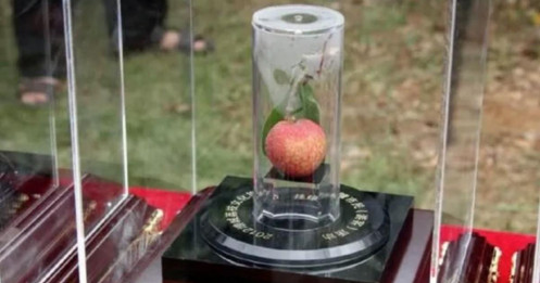 Điều ít biết về loại vải đắt nhất thế giới, giá một quả gần 2 tỷ đồng