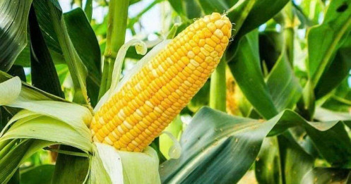 Ngô – Tình thế giằng co giữa kỳ vọng và rủi ro địa chính trị