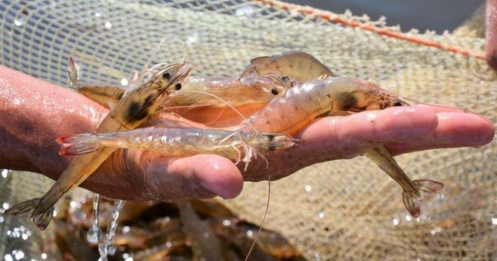 Ngành tôm Việt Nam cận kề “lằn ranh sinh tử” thuế Mỹ