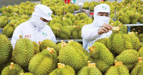 Xuất khẩu rau quả phục hồi