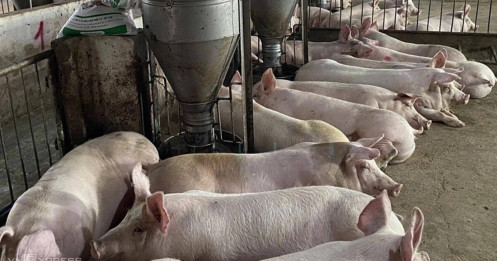 Giá heo hơi lao dốc